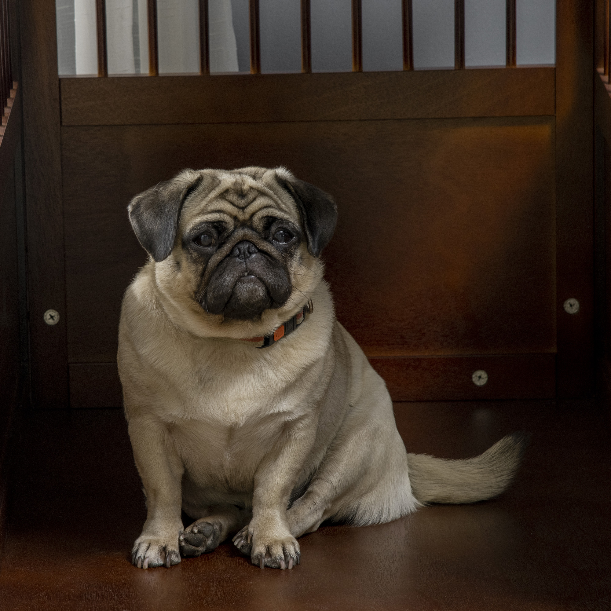 Hundekäfig inkl. Verriegelung, erhöhter Stand, Transportbox, 80,5 cm x 59,5 cm x 67,5 cm, Braun