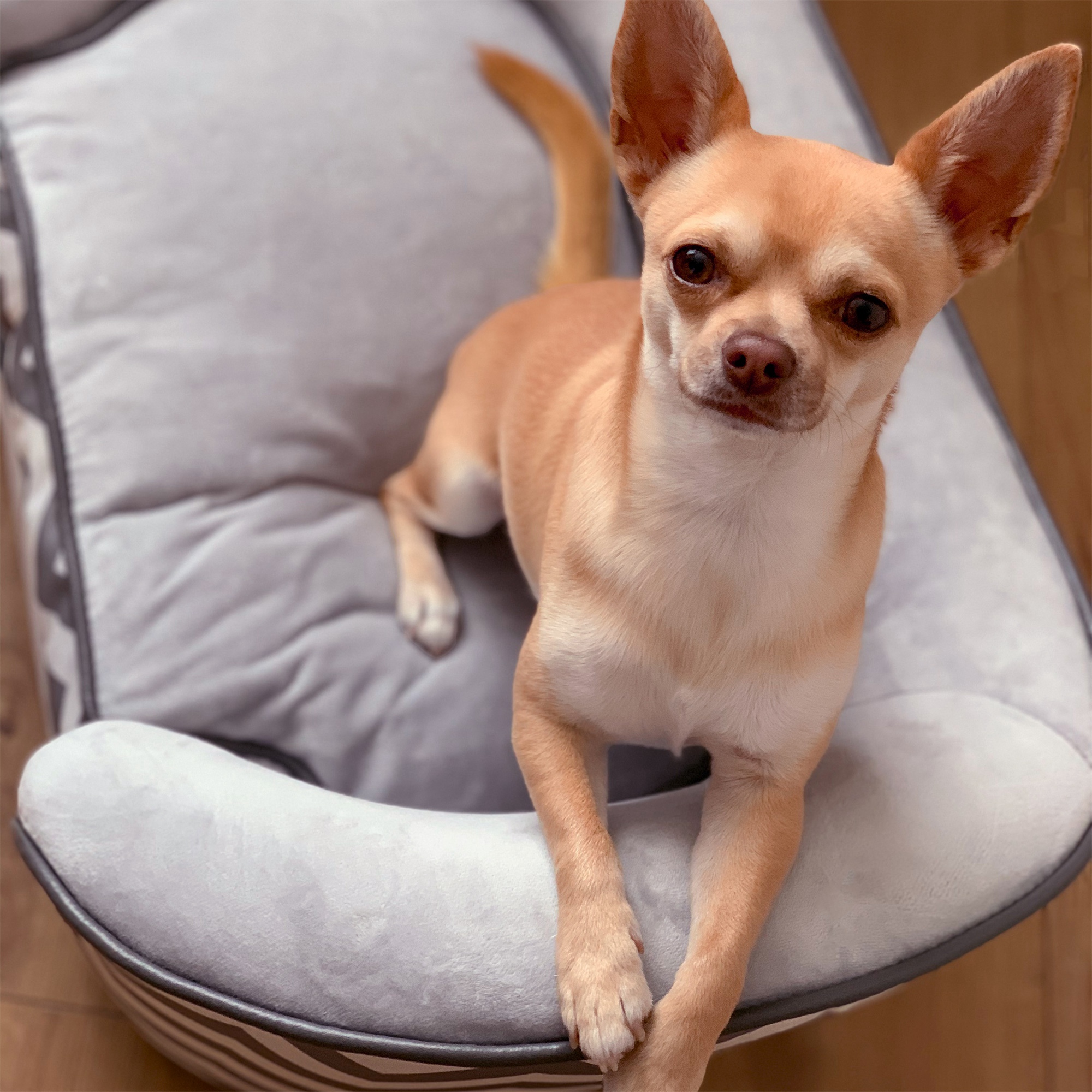 Haustiersofa Hundecouch Hundesofa Hundebett Hundematte Katze Kissen gepolstert Holz Schaumstoff Grau 68,5 x 40,5 x 40,5 cm