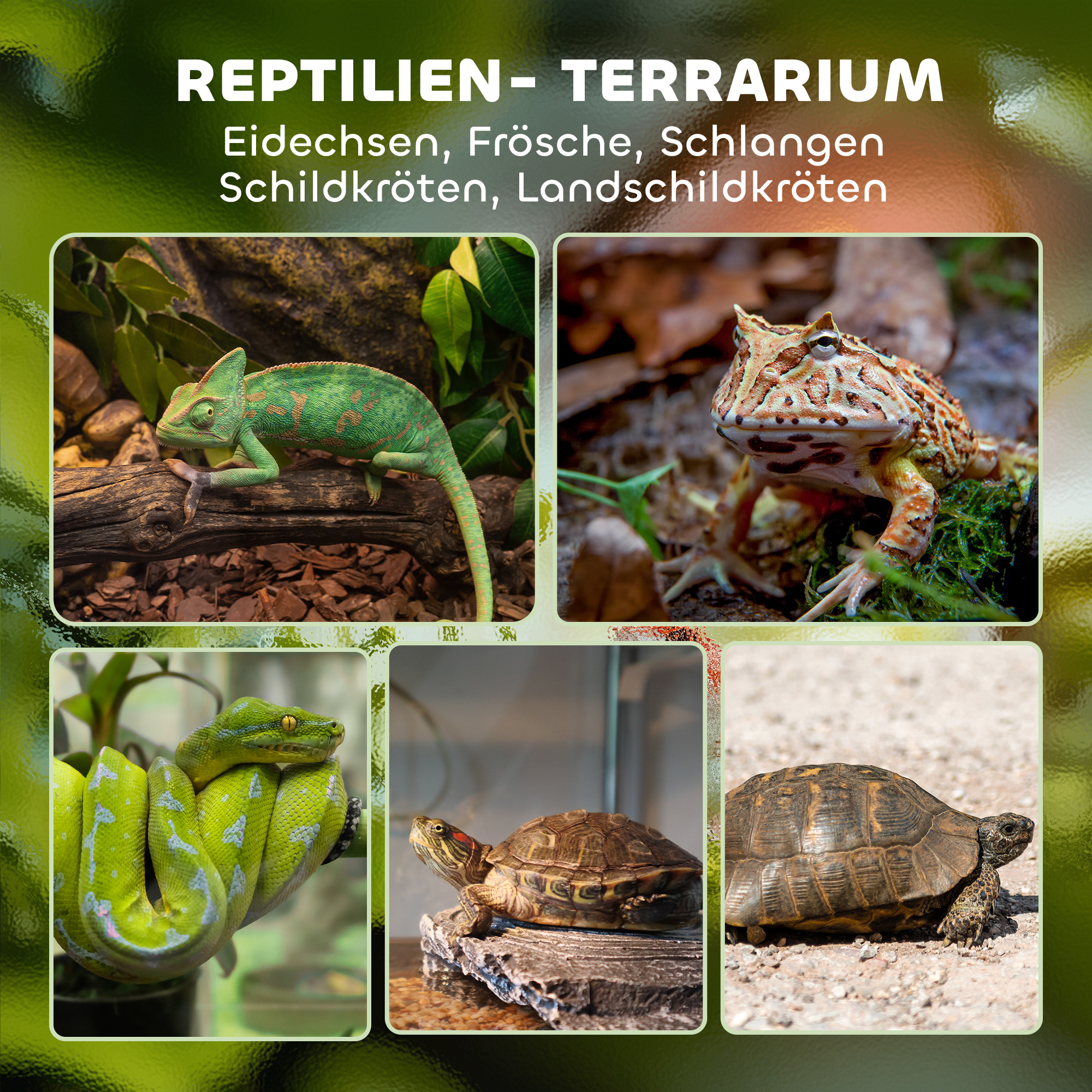 Glas-Terrarium für Reptilien, erhöhter & wasserdichter Boden, Knopfschloss