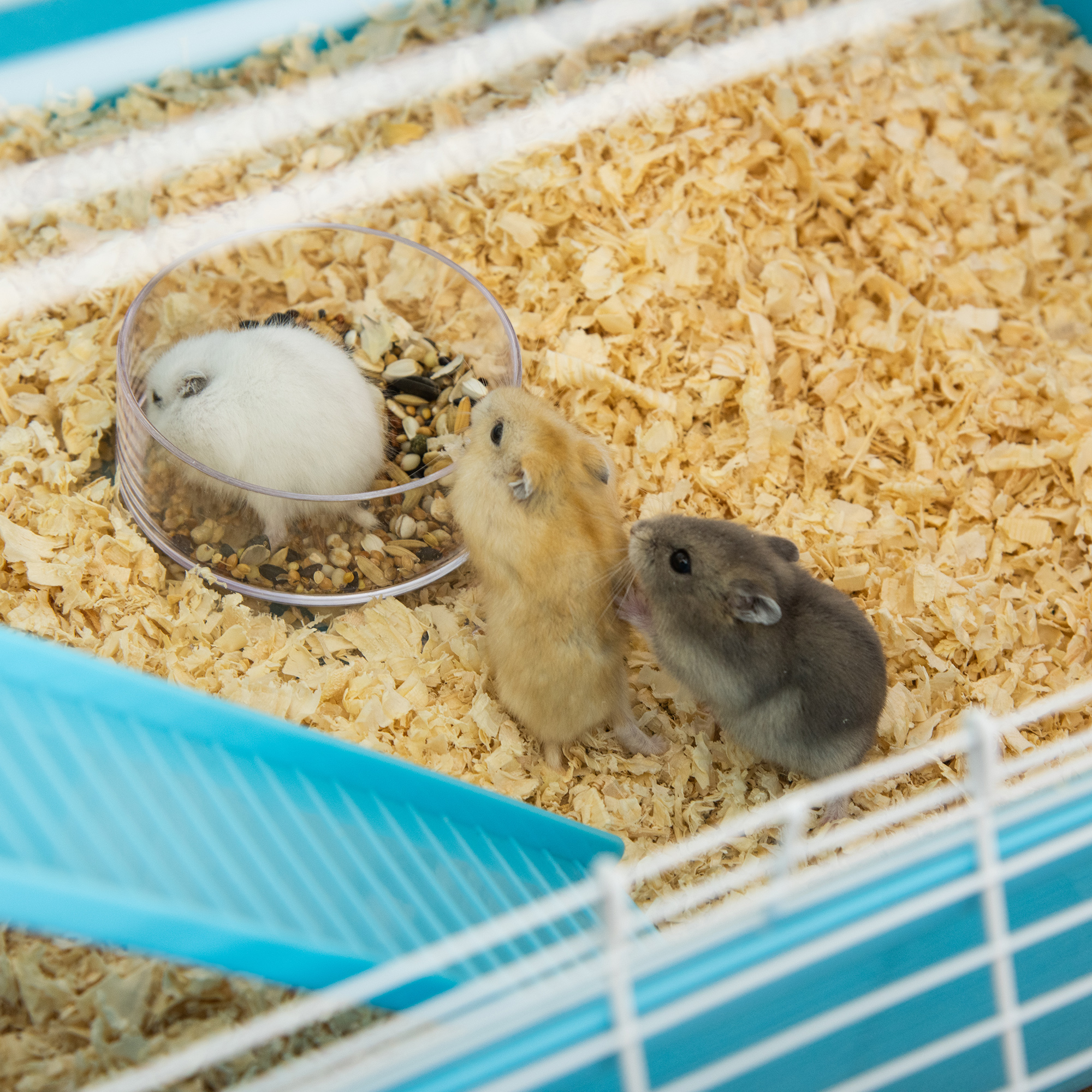 Hamsterkäfig 5 Etagen Nagerkäfig Kleintierkäfig aus Stahldraht mit Laufrad, Rampe, Trinkflasche, Futternapf, Mäusekäfig für Hamster, Rennmaus 59 x 36 x 69 cm, Hellblau+Weiß