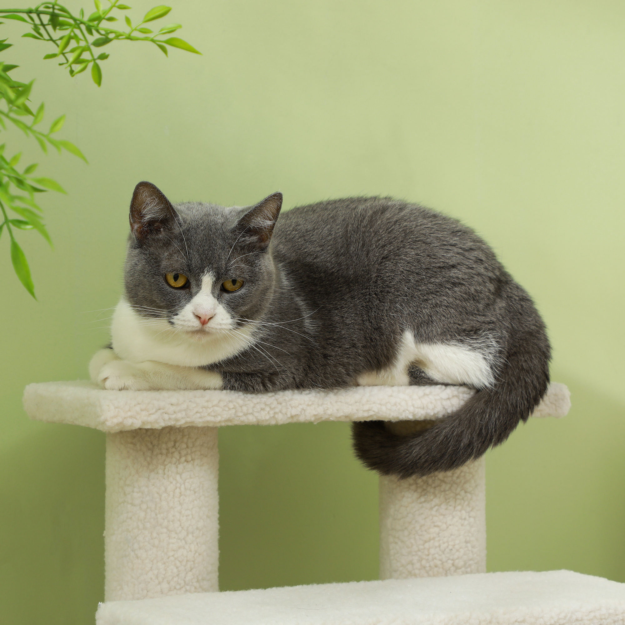 Katzentreppe 4 Stufen Tiertreppe Treppe für Katze Haustiertreppe Hundetreppe aus Plüsch 61 x 41 x 60 cm Cremeweiß