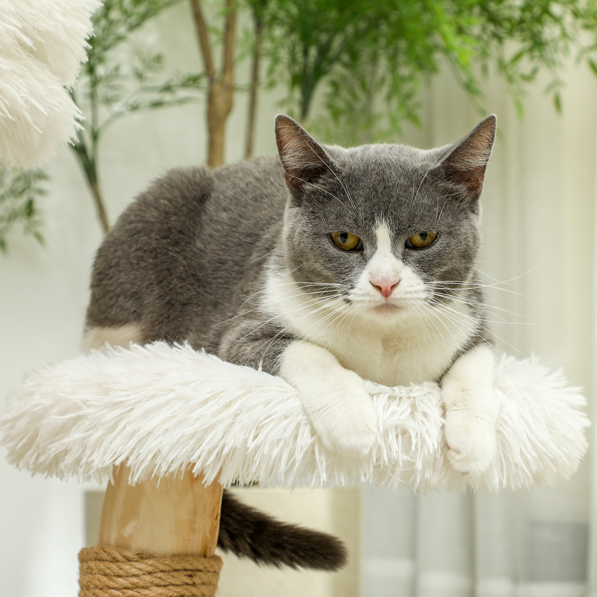 Katzenbaum, 61,5 cm, mit Katzenbett, Kratzpfosten, Sprungplattform, Spielzeugball, für Katzen bis zu 5 kg, Weiß