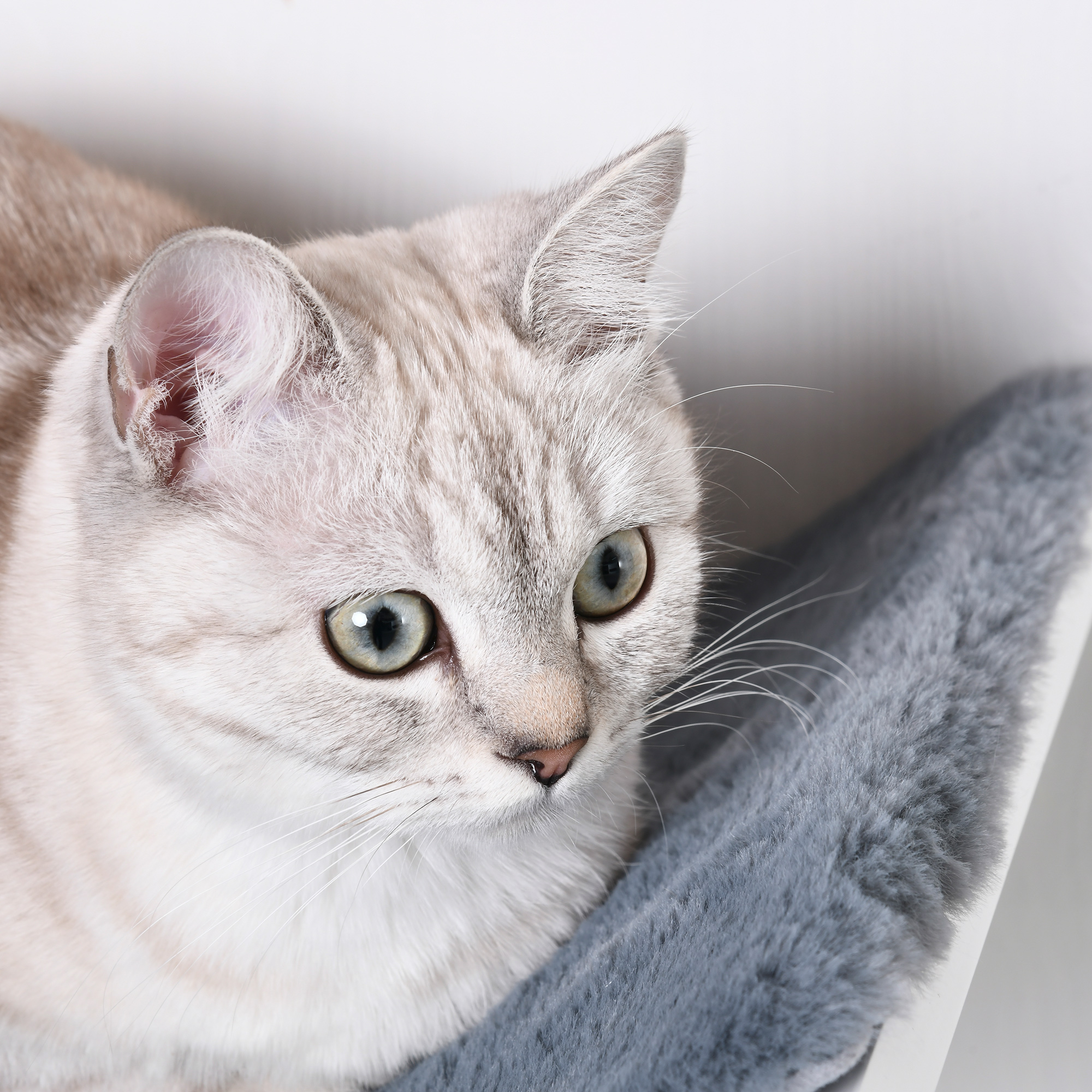 Katzenliege Katzen Wandliege Katzenbett Katzenregal Wandmontage Plüschauflage Grau 41 x 28 x 21 cm